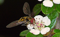 Hoverfly (Male, Epistrophe melanostoma)